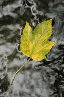 9881 Sycamore (Acer pseudoplatanus) Leaf Floating in Stream